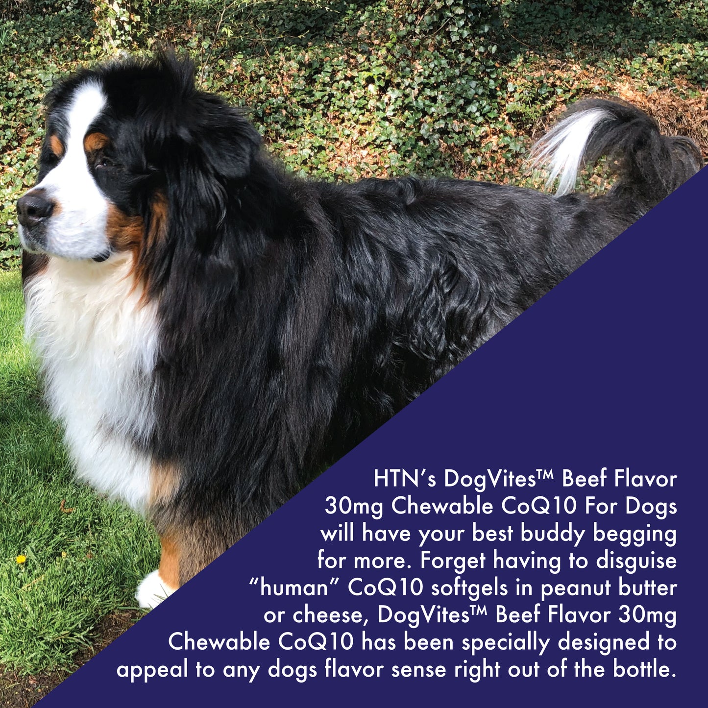 Dog-Vites™ CoQ10 For Dogs 30mg 60 Beef Flavored Chewables