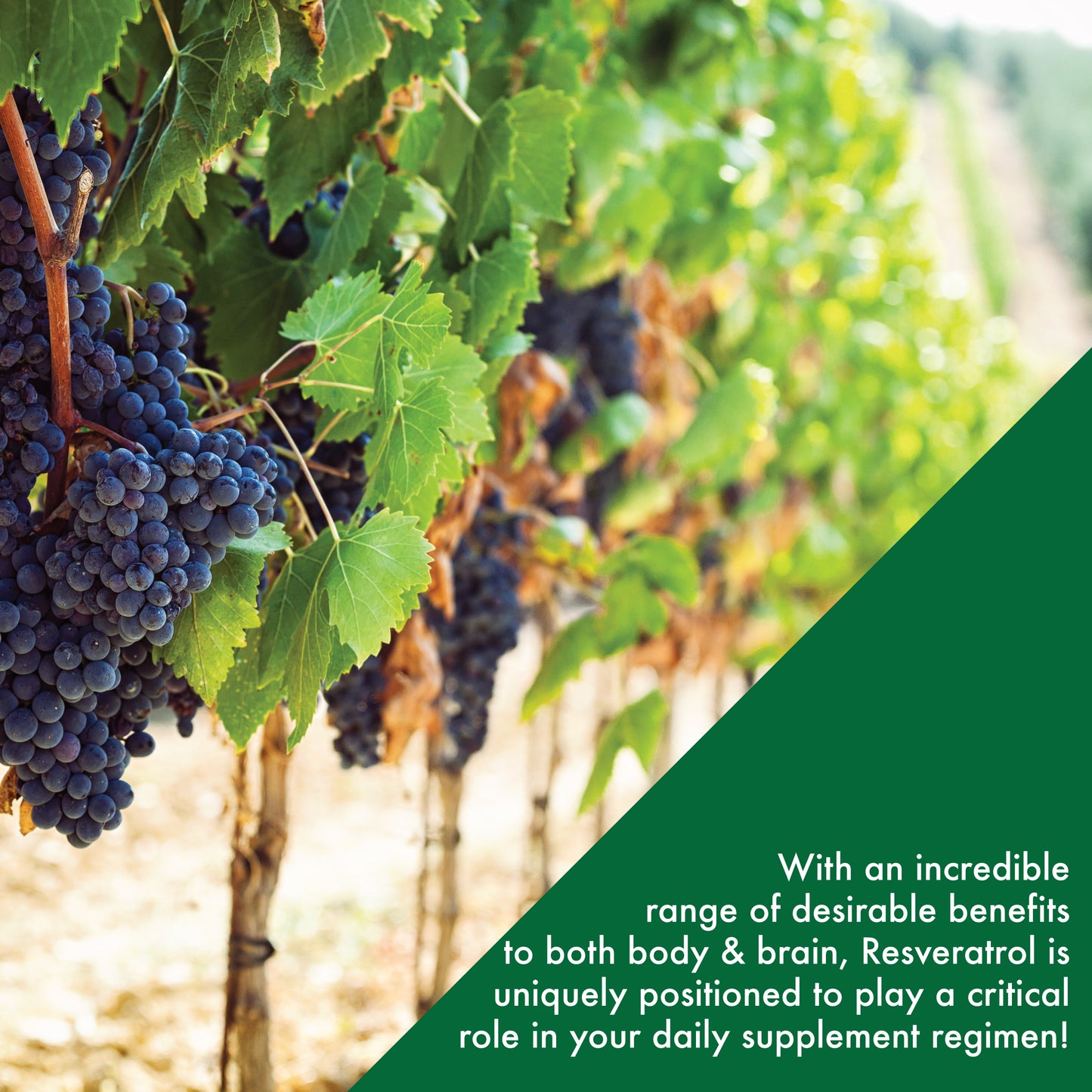 Resveratrol as ResVida™ 100mg